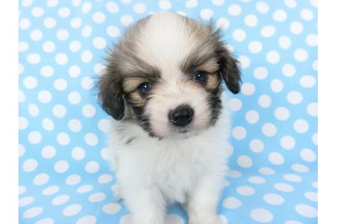 成約済の千葉県のパピヨン-135906の3枚目