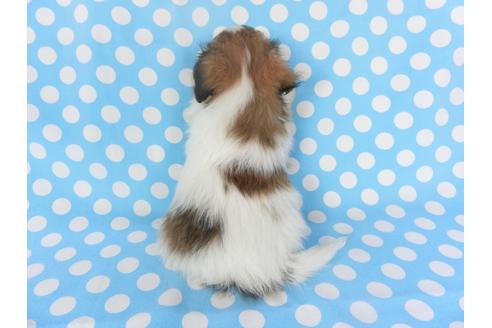 成約済の千葉県のパピヨン-135906の2枚目