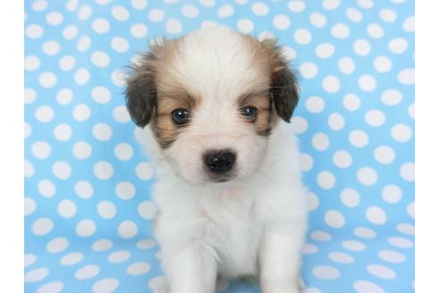 成約済の千葉県のパピヨン-135907の5枚目