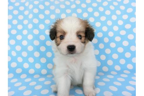 成約済の千葉県のパピヨン-135907の4枚目