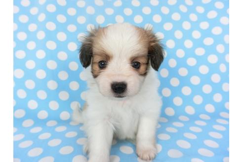 成約済の千葉県のパピヨン-135907の3枚目