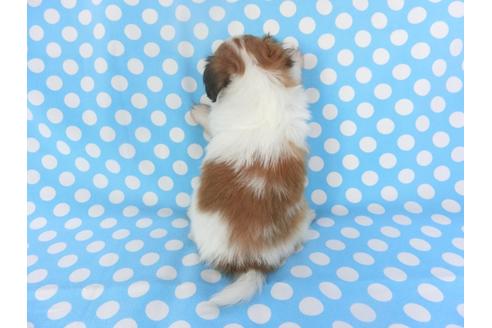 成約済の千葉県のパピヨン-135907の2枚目