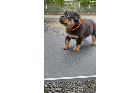 成約済の栃木県のロットワイラー-135921の2枚目