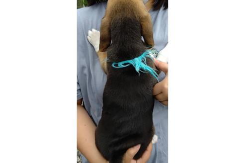 成約済の栃木県のビーグル-135925の3枚目