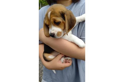 成約済の栃木県のビーグル-135925の2枚目