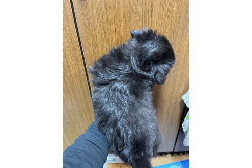 成約済の兵庫県のチワワ(ロングコート)-130288の2枚目