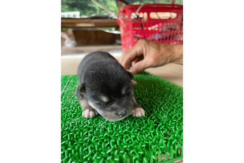 成約済の広島県の柴犬-135944の3枚目