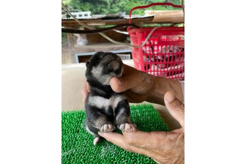 成約済の広島県の柴犬-135944の2枚目