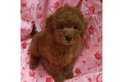 成約済の静岡県のタイニープードル-135953の1枚目