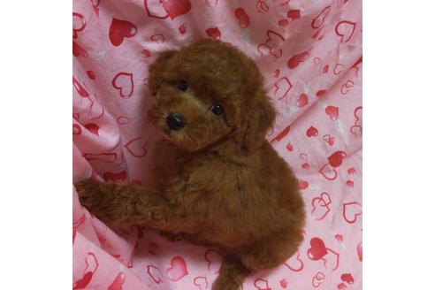 成約済の静岡県のタイニープードル-135953の2枚目