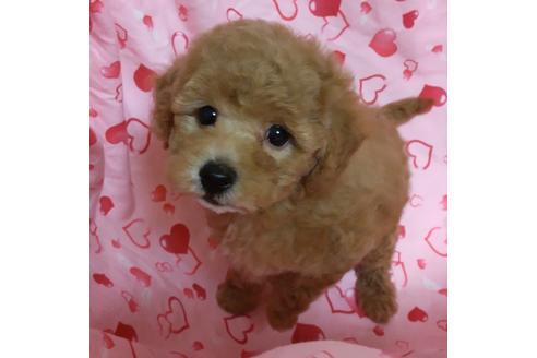 成約済の静岡県のタイニープードル-135954の1枚目