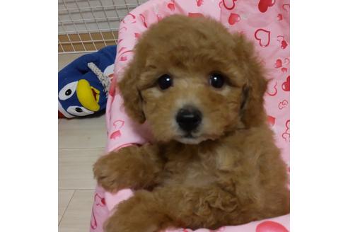 成約済の静岡県のタイニープードル-135954の3枚目
