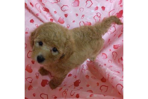 成約済の静岡県のタイニープードル-135954の2枚目