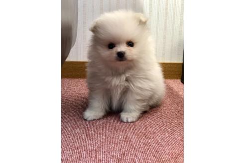 成約済の香川県のポメラニアン-135960の6枚目