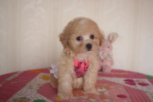 成約済の奈良県のトイプードル-136018の1枚目