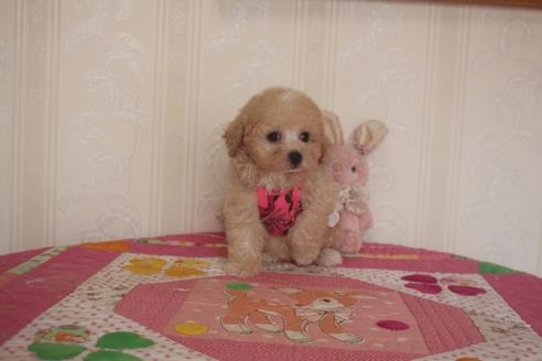 成約済の奈良県のトイプードル-136018の5枚目