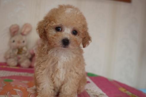 成約済の奈良県のトイプードル-136018の4枚目