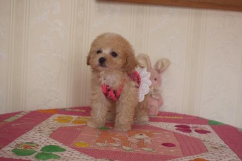 成約済の奈良県のトイプードル-136018の3枚目