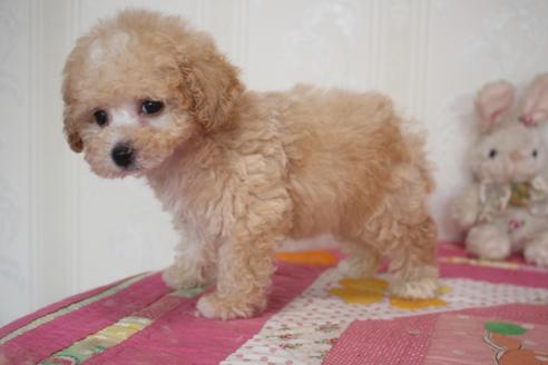 成約済の奈良県のトイプードル-136018の2枚目