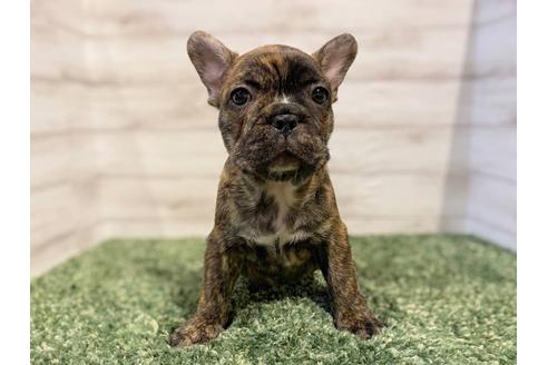 成約済の愛知県のフレンチブルドッグ-136027の1枚目