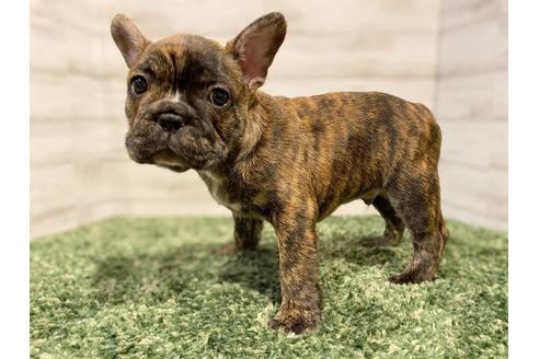 成約済の愛知県のフレンチブルドッグ-136027の4枚目