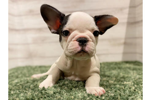 成約済の愛知県のフレンチブルドッグ-136029の1枚目