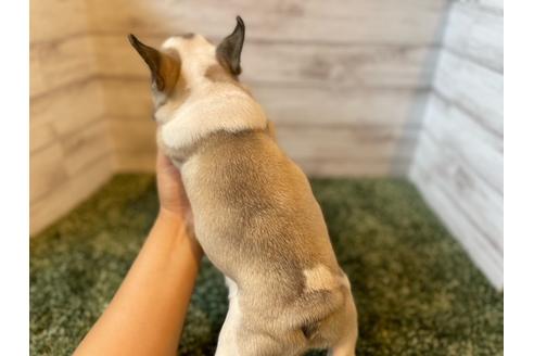 成約済の愛知県のフレンチブルドッグ-136048の2枚目