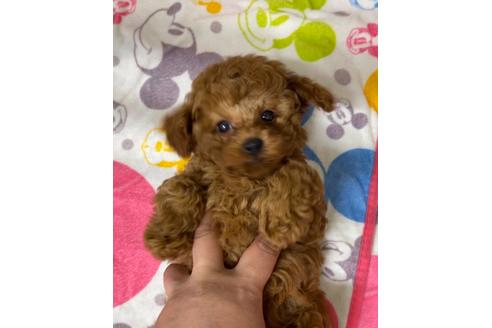 成約済の埼玉県のトイプードル-129629の5枚目