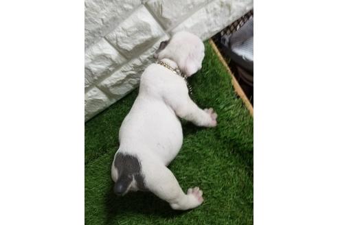 成約済の沖縄県のミックス犬-132517の13枚目