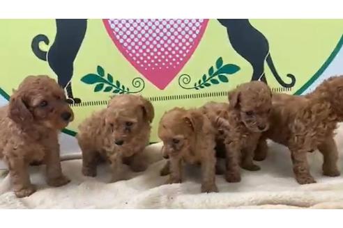 成約済の栃木県のトイプードル-136102の1枚目