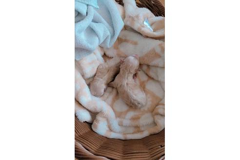 成約済の広島県のミックス犬-136110の2枚目