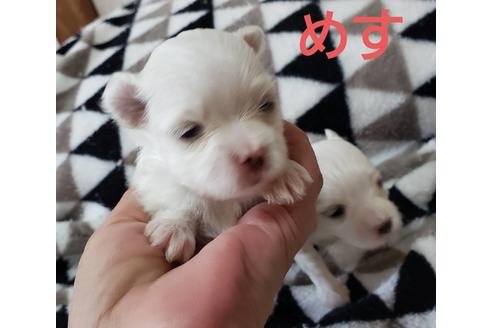 成約済の広島県のマルチーズ-135411の1枚目