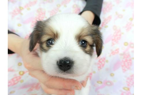 成約済の千葉県のパピヨン-136112の1枚目