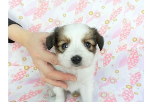 成約済の千葉県のパピヨン-136112の4枚目