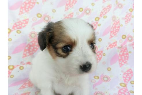 成約済の千葉県のパピヨン-136112の3枚目