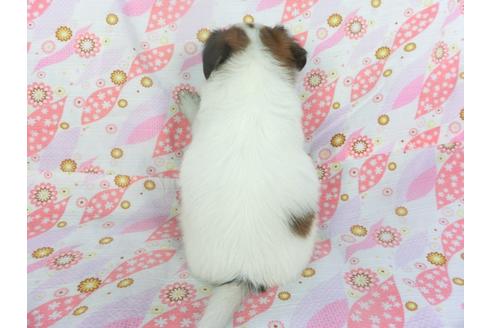 成約済の千葉県のパピヨン-136112の2枚目