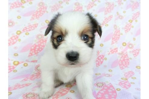 成約済の千葉県のパピヨン-136113の1枚目