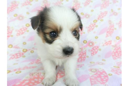 成約済の千葉県のパピヨン-136113の4枚目