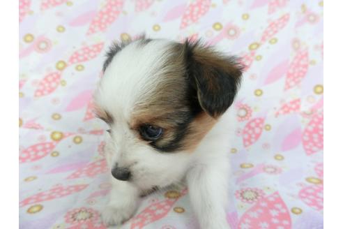 成約済の千葉県のパピヨン-136113の3枚目