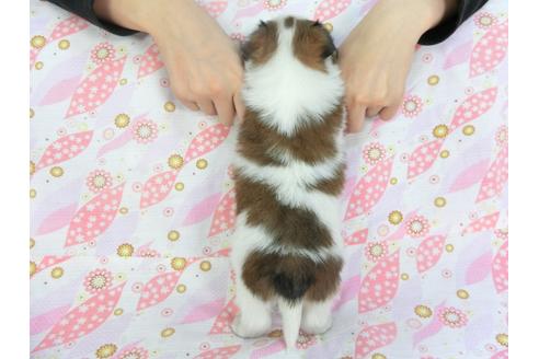 成約済の千葉県のパピヨン-136113の2枚目