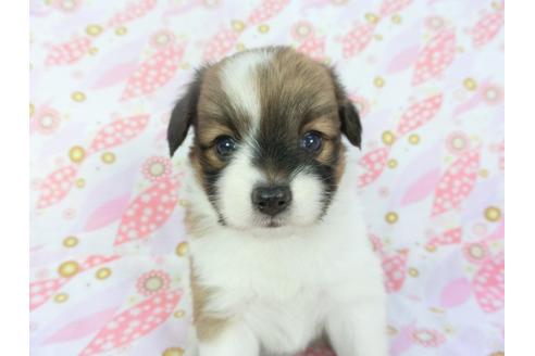 成約済の千葉県のパピヨン-136129の4枚目