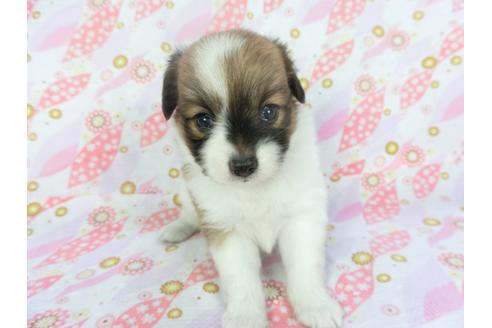 成約済の千葉県のパピヨン-136129の3枚目