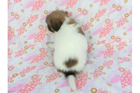 成約済の千葉県のパピヨン-136129の2枚目