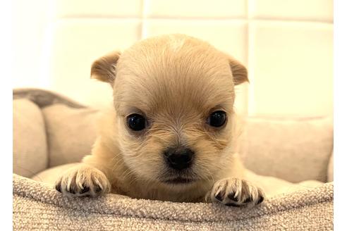 成約済の滋賀県のチワワ(ロングコート)-136127