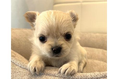 成約済の滋賀県のチワワ(ロングコート)-136128