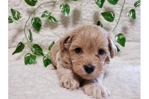 成約済の長崎県のミックス犬-136131の1枚目