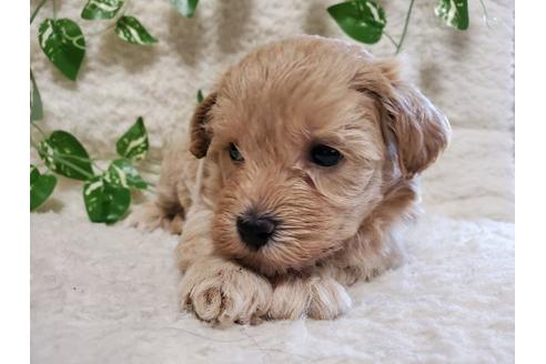 成約済の長崎県のミックス犬-136131の2枚目