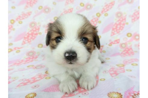 成約済の千葉県のパピヨン-136134の1枚目