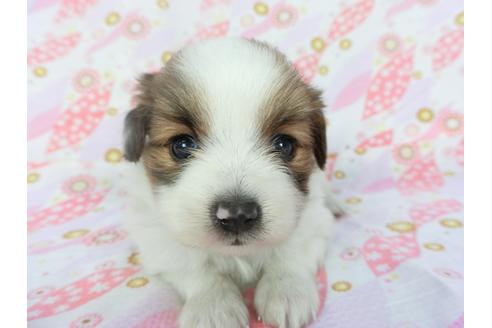 成約済の千葉県のパピヨン-136134の4枚目