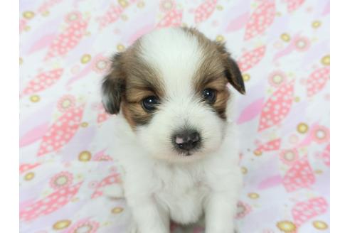 成約済の千葉県のパピヨン-136134の3枚目